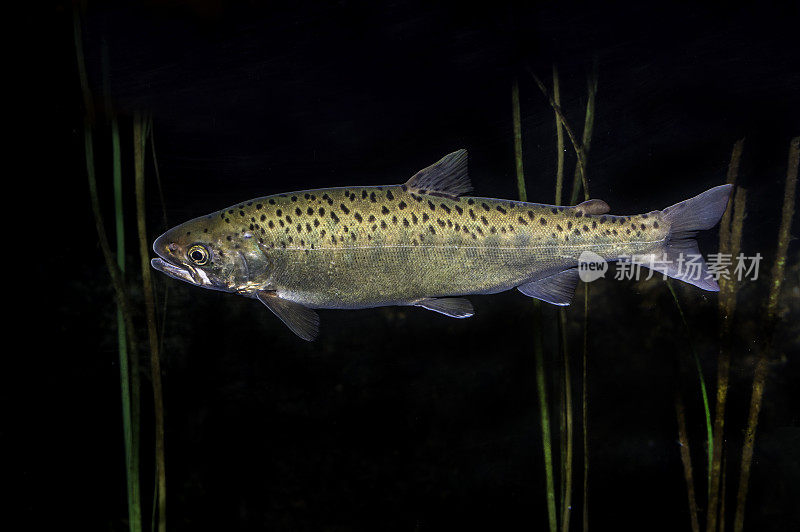 多利瓦登鳟鱼(Salvelinus malma)是一种鲑鱼，原产于太平洋的冷水支流。苏厄德,阿拉斯加